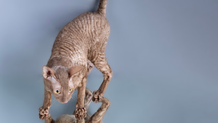 Chatterie des Petits Pointus