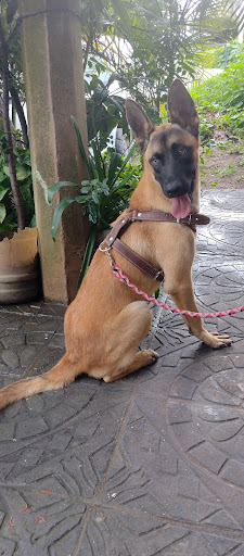 Veterinaria Wakis y Wikis