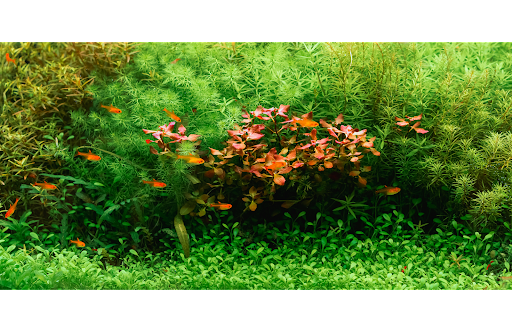 Florida Aquascaping - Visual