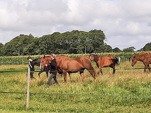 Photo n°1 de Esprit Cheval à Pouldreuzic (Pension pour chevaux)