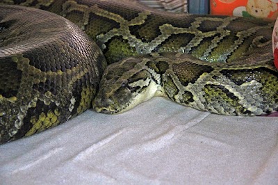 Photos of Snake pagoda