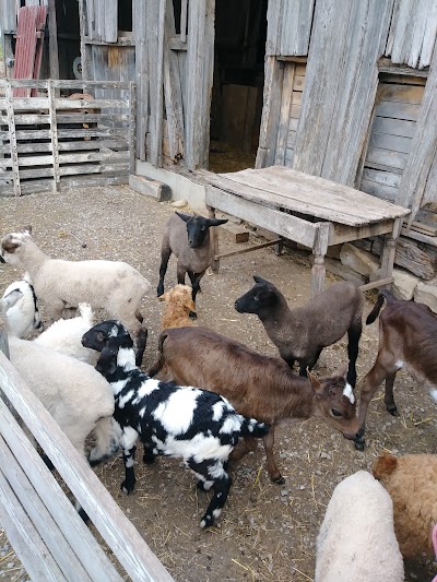 Rainbow Ranch Petting Zoo