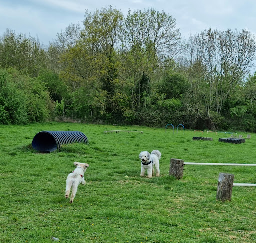Four Paws Adventure Academy - Thumbnail