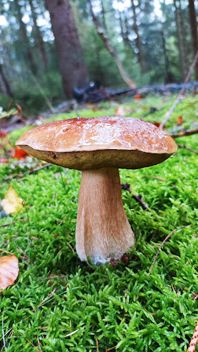 "Deko im Wald" - Thumbnail