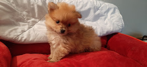 Photo n°5 de le royaume des vanneaux elevage declare en prefecture de la loire à Neaux (Pension pour chiens)