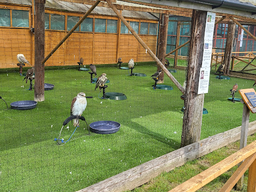 Wild Wings Birds of Prey - Thumbnail
