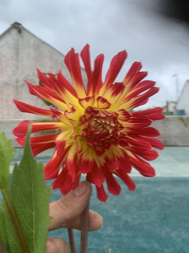 Boxtree Nursery And Garden Centre - United Kingdom