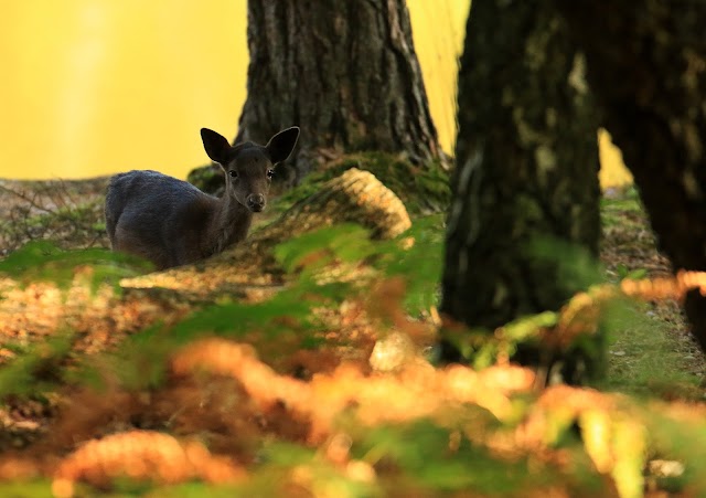 Parc Naturel de Chambaran