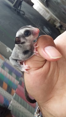 Sugar Glider E'R Pet's, Author: Qibay gokil reggae cengkareng