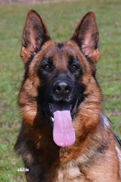 ALLEVAMENTO PASTORE TEDESCO VON LECRO