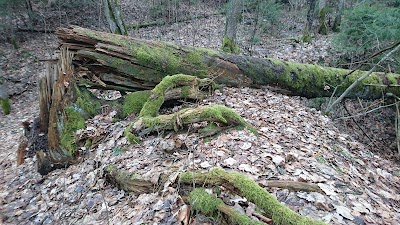 Photos of Verkiai Regional Park