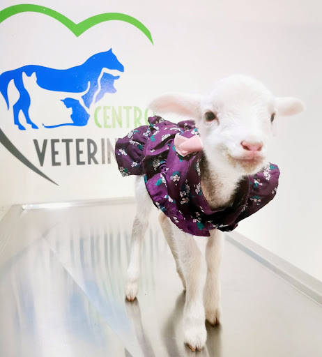 Centro Veterinario