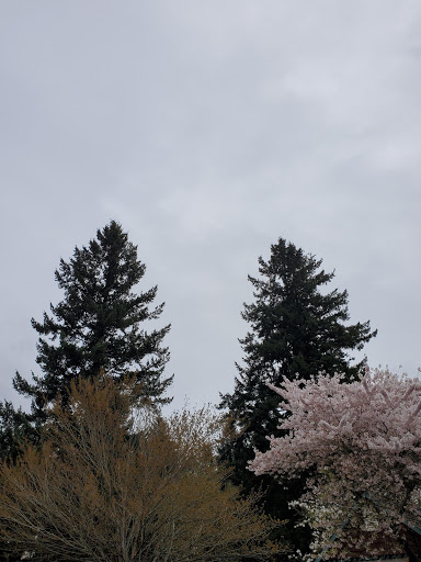 Tranquil Park - Visual