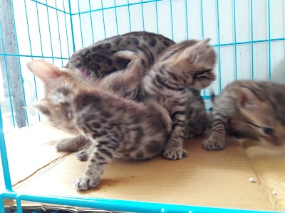 Photos of Dianmalia Cat House