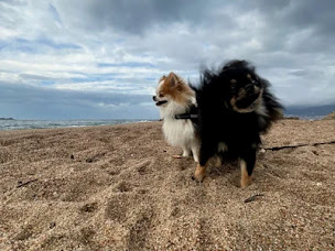 Photo n°4 de Les Aires De Courteline : Élevage de Spitz Nain en Corse, vente de chiot Spitz Nain Corse-du-Sud à Eccica-Suarella (Éleveur de chiens)