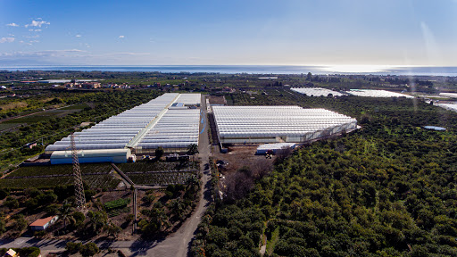 Azienda Agricola Bonaccorso Giuseppe - Bonaccorso Plants