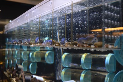Photos of Crayfish Keepers