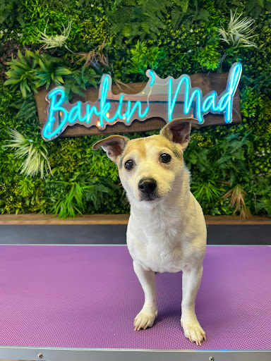 Barkin' Mad Dog Grooming RHYL