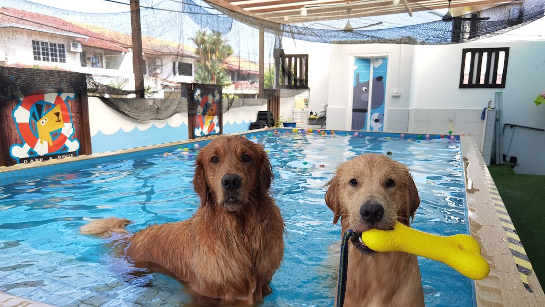 Pet Boarding Service in Klang Valley: Bark A-Bout (Dog Social House) - Pet Care Service in Selangor
