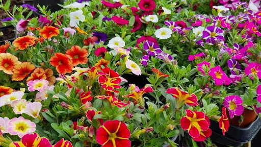 Burg Sandrine Horticulture - Thumbnail