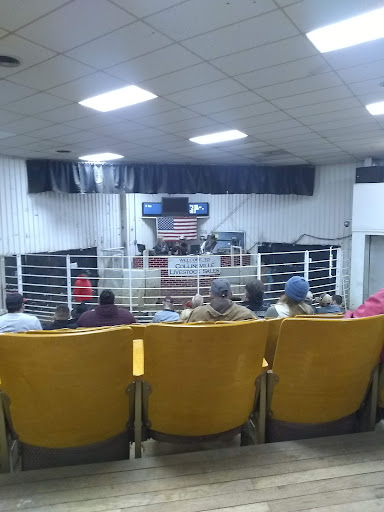 Collinsville Livestock Sales - Thumbnail