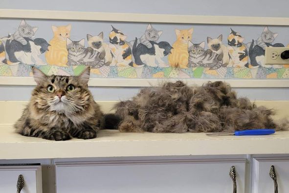 Cats Luv Us Google Business photo