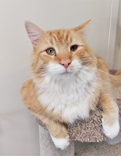 Paw Spa and Retreat at Shenandoah Veterinary - Thumbnail