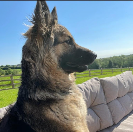 Waggin Tails Boarding Kennels Gallery - United Kingdom