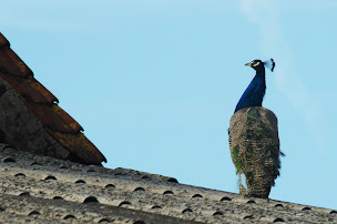 Photo n°11 de La Ferme des Beaux Mecs à Auchy-lez-Orchies (Ferme à visiter)