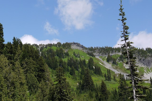 Grove of the Patriarchs Trail