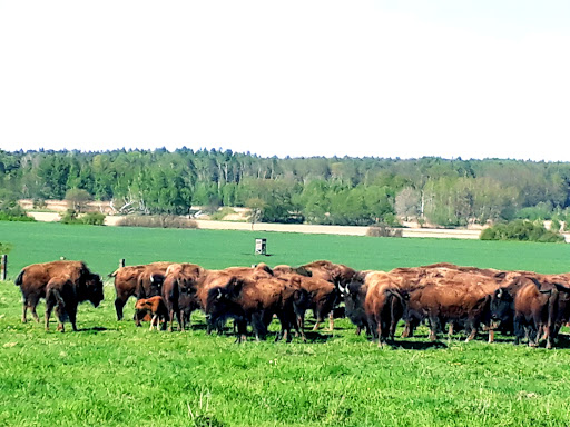 Bisongehege Wermsdorf - Thumbnail