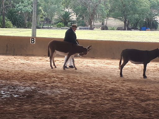 Young Pony Club