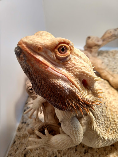 South Texas Dragons Gallery - United States