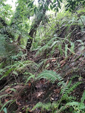 Kodigaha Kanda Sanctuary, Author: Shashindu Viranga