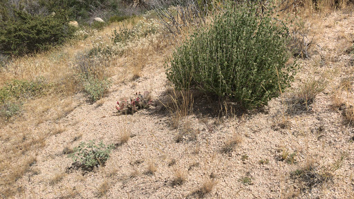 Diamondback Spring - Visual