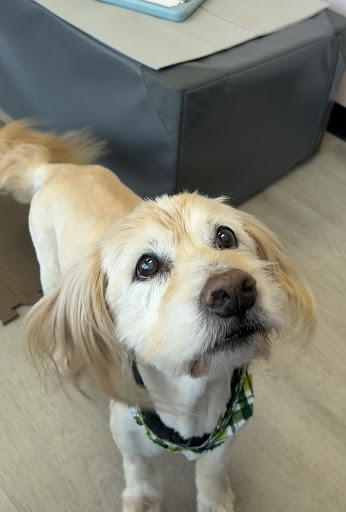Nose to Tail Animal Care - Animal Chiropractic and Holistic, Wylie Texas - Thumbnail