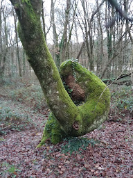 Photo n°1 de Frêne Ethic à Louverné (Service forestier)