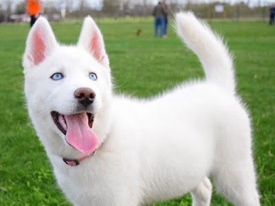 Siberian Husky Puppies For Sale |Adoption | Noble Siberian Huskies