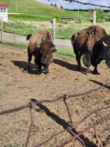 Frontier Fort Camp Ground Bar & Grill & Gift Shop - Thumbnail
