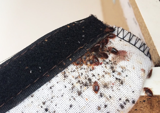 STOP Ploštice - likvidácia ploštíc so zárukou - Bratislava, Nitra - Bratislava