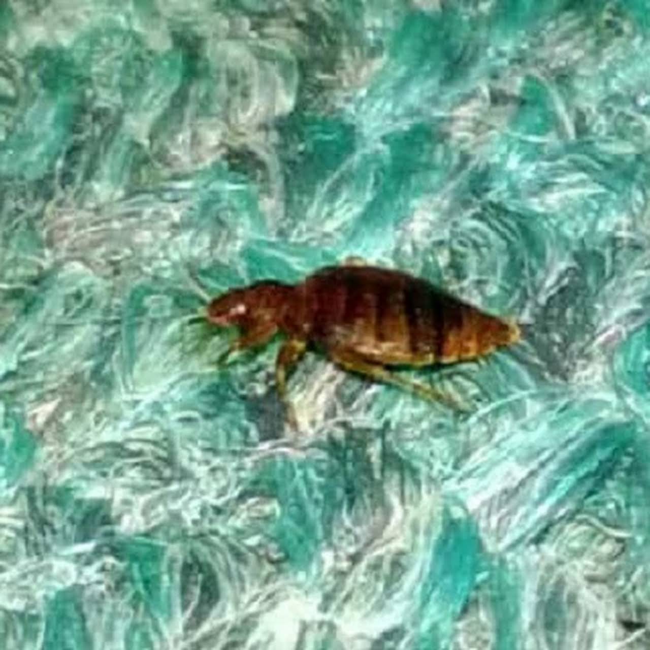 Aardvark Exterminating - Pest Control & Wildlife Removal in Athens