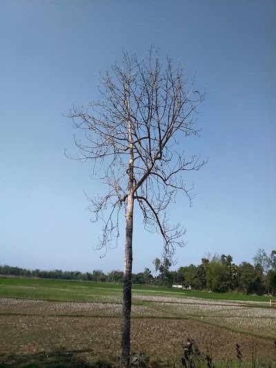 Photos of চম্পাতলী,শাহনগর