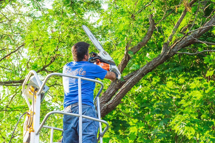 Cable Brothers Landscapes