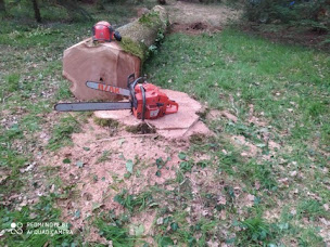 Photo n°7 de ELAGAGE GARNIER à Breteuil (Paysagiste)