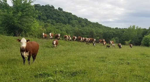 Bar JC Cattle Co
