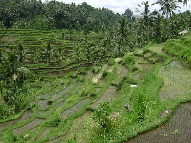 Bali