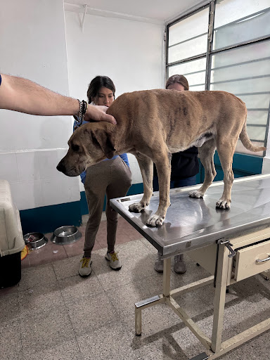 CLINICA VETERINARIA MICHELLE
