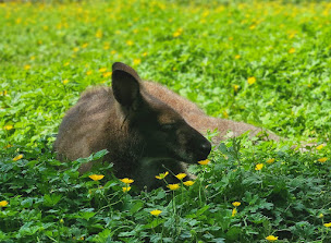 Photo n°34 de La Ferme Du Bon'Air à Lourdes (Zoo)
