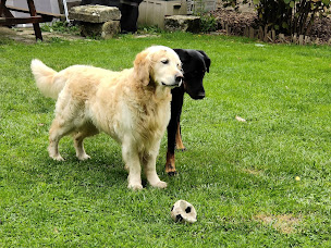 Photo n°22 de Ani'Maud à Sonchamp (Garde d'animaux de compagnie)