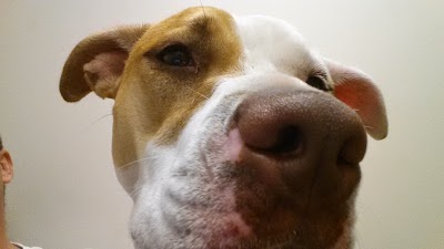 Photos of Palm Beach Veterinary Specialists